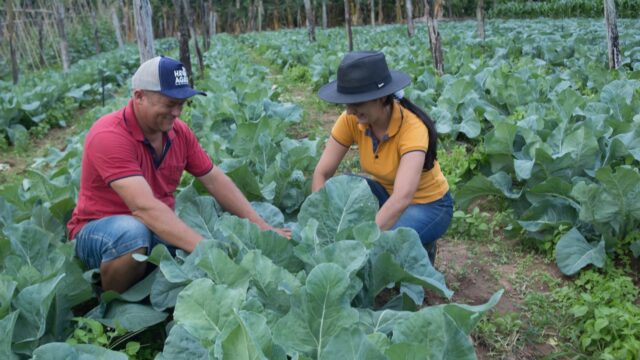 Vida no campo ganha espaço nas redes e aproxima público urbano da rotina rural